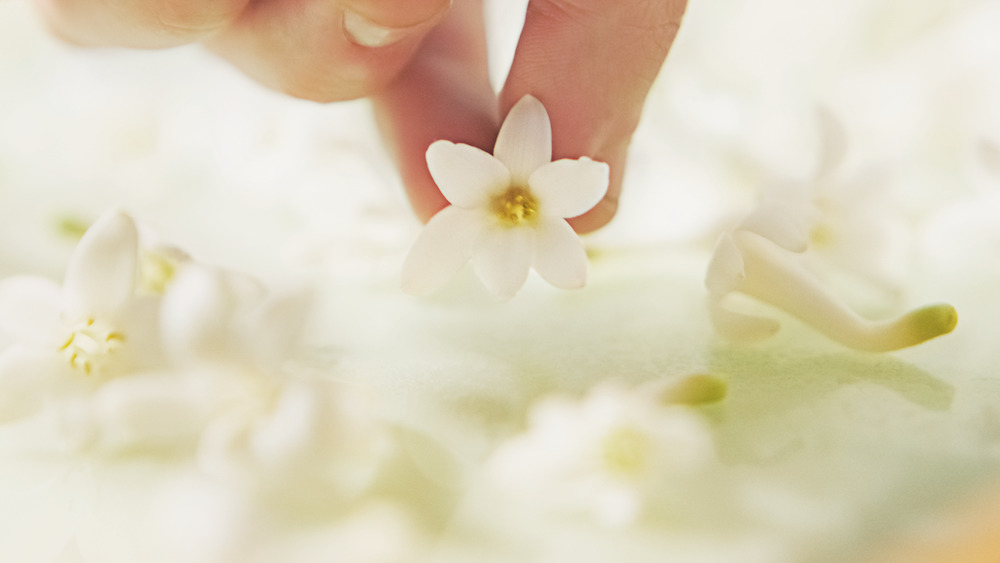 J’adore diventa Infinissime grazie al fiore simbolo assoluto di femminilità